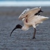 Ibis australsky - Threskiornis moluccus - Australian Ibis o6864